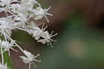 Eastern turkeybeard